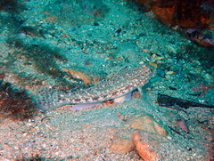 Gobius geniporus