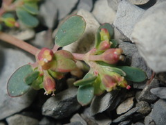 Euphorbia cryptorubra