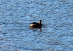 Podiceps nigricollis