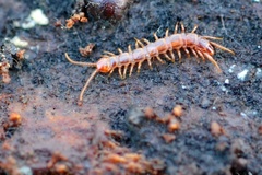 Lithobius forficatus