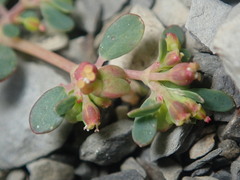 Euphorbia cryptorubra