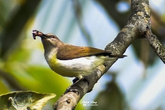 Leptocoma