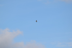 Buteo buteo