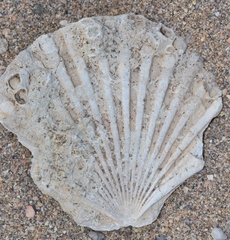 Pecten jacobaeus