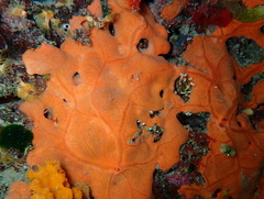 Spirastrella cunctatrix