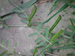 Vicia sativa nigra