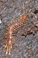 Lithobius forficatus