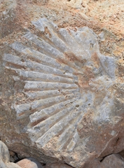 Pecten jacobaeus