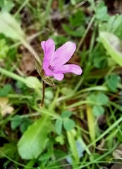 Erodium acaule
