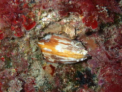 Lithophaga lithophaga