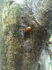 Brontocoris nigrolimbatus