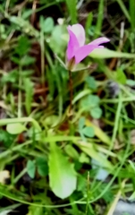 Erodium acaule
