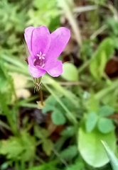 Erodium acaule
