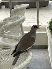 Patagioenas corensis