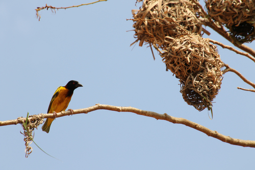Village Weaver