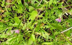 Erodium acaule