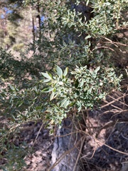 Adenocarpus hispanicus