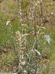 Pterocaulon
