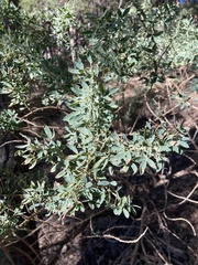 Adenocarpus hispanicus