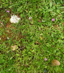 Erodium acaule