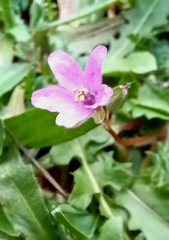 Erodium acaule