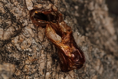 Eusphecia pimplaeformis