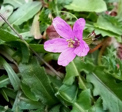 Erodium acaule