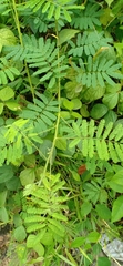 Mimosa diplotricha