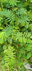 Mimosa diplotricha
