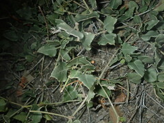 Acleisanthes longiflora