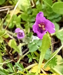 Erodium acaule
