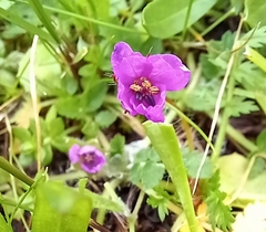 Erodium acaule