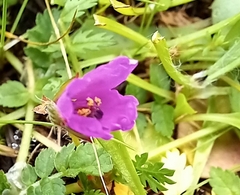 Erodium acaule