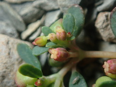 Euphorbia cryptorubra