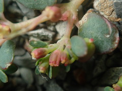 Euphorbia cryptorubra