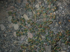 Euphorbia cryptorubra