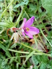 Erodium acaule