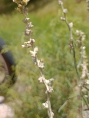 Pterocaulon