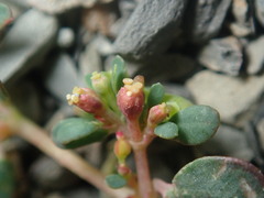Euphorbia cryptorubra