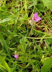 Erodium acaule