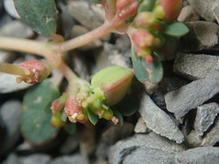 Euphorbia cryptorubra