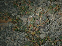 Euphorbia cryptorubra
