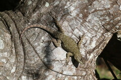 Sceloporus malachiticus