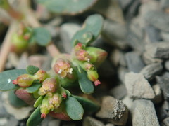 Euphorbia cryptorubra