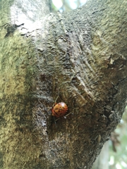 Brontocoris nigrolimbatus