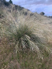 Chionochloa rigida rigida