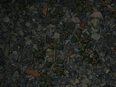 Euphorbia cryptorubra