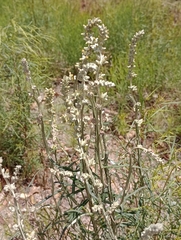 Pterocaulon