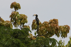 Lophoceros fasciatus
