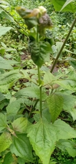 Chromolaena odorata